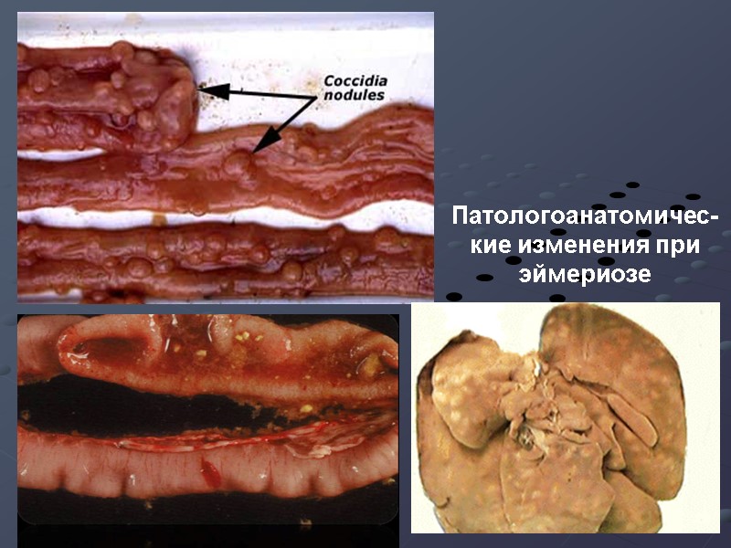 Патологоанатомичес-кие изменения при эймериозе